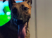 Looking to rehome