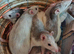 Lovely rats