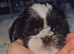 Shih Tzu puppies for sale