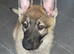 11 weeks old German shepherd