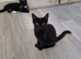 Black and Tuxedo Kittens