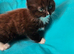 Adorable Ragdoll Mix kittens