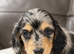 Stunning Silver Dapple Dachshund Girls