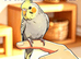 WANTED: ALL COCKATIELS – YOUNG & ADULTS, ALL TYPES & COLOURS!