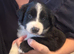 Bordernese Puppies ready this weekend