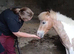 9.2hh 5 year old skewbald gelding, perfect companion