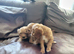 Cavapoo puppies for sale