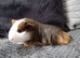2 Cavy Guinea Pig girls