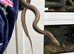 Lots of reptiles for Rehome!