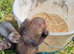 Baby polecat ferrets