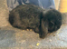 Mini lop for sale