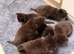 6 kittens