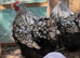Breeding trio of silver laced orpingtons 1 cockerel 2 hens very fertile