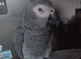 African grey parrot for sale