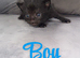 3 week one kittens looking for their forever home!!!