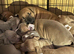 Absolutely stunning American bully's 8 weeks old