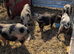 Kune-kune. Cross boys