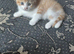 Kittens for sale