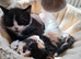 2 male kittens