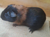 Baby Boars