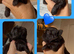 True chocolate imperial Shihtzu puppies