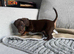 Puppies