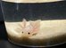 Axolotl babies