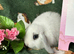 Stunning Mini Lop Babies for sale