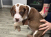 5 american bully x presa canario puppies for sale
