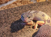 Female leopard gecko
