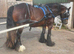 Top bred Gypsy Vanner mare