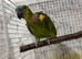Amazon blue fronted parrot