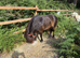 Beautiful lead rein pony
