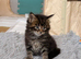 Black smoke Maine Coon