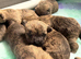 Beautiful cairn terrier puppies