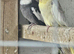 3 cockatiel looking for a new home.