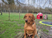 Fox Red Labrador for Stud