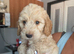 ️ Beautiful Cockerpoo Puppies 2 Girls & 4 Boys ️