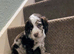 2 cocker puppies