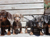 Miniature dachshund puppies