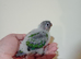 Hand rearing suncheek & Greencheek baby