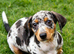 Miniature Dachshund Puppy