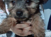 5 beautiful Chorkie pups looking for a forever lovely home 4 girls 1 boy