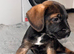 Border x Patterdale puppies
