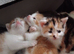 5 beautiful kittens looking for there forever homes