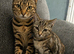 3 bengal kittens