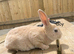 Ready to leave-Pure bred mini Rex