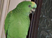 Blue fronted amazon