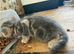 THREE BEAUTIFUL KITTENS