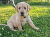 Labrador working type